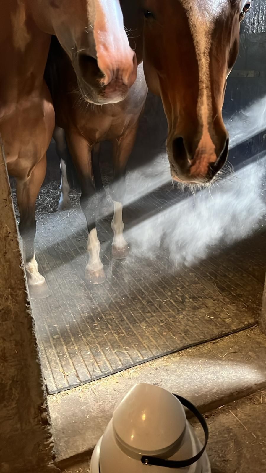Twee paarden in de stal met de zoutnevel van de halogenerator zichtbaar in een lichtstraal